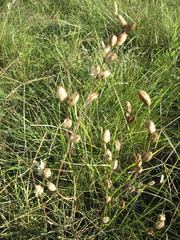 Agalinis communis