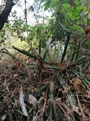 Disocactus speciosus