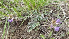 Astragalus missouriensis