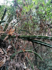 Disocactus speciosus