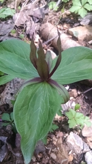 Trillium viride