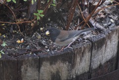 Junco hyemalis oreganus