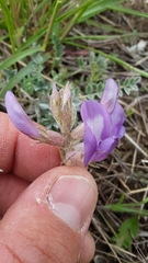 Astragalus missouriensis