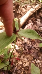 Trillium viride