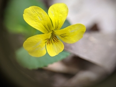 Viola rotundifolia