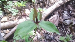 Trillium viride
