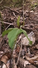 Trillium viride