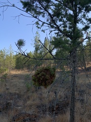 Arceuthobium douglasii
