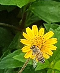 Apis mellifera