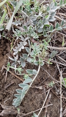 Astragalus missouriensis