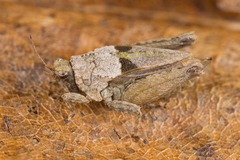 Tetrix tenuicornis