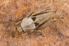 Tetrix tenuicornis