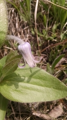 Clematis fremontii