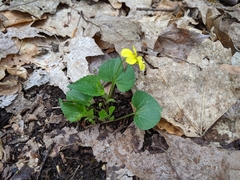Viola rotundifolia