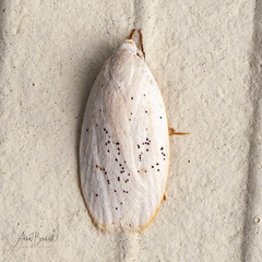 Durrantia piperatella