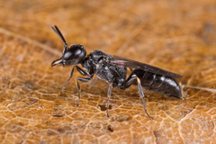 Passaloecus