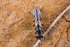Passaloecus