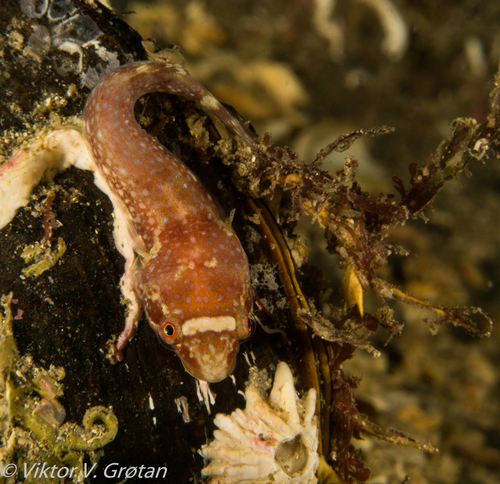 Diplecogaster bimaculata