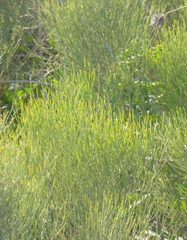 Baccharis notosergila