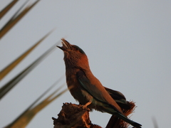 Coracias benghalensis