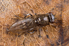 Parydra aquila
