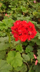Pelargonium