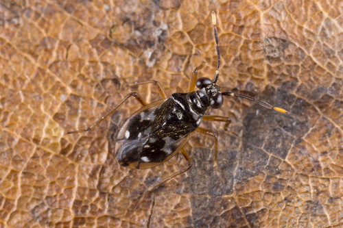 Chartoscirta elegantula (Fallén, 1807)