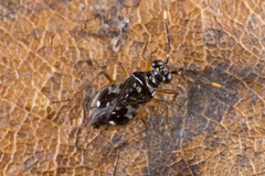 Chartoscirta elegantula