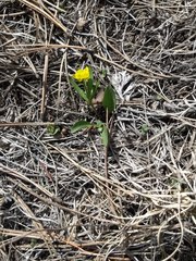 Ranunculus glaberrimus ellipticus