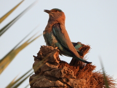 Coracias benghalensis
