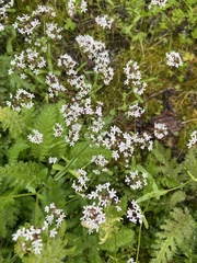 Valerianella longiflora