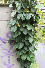 Tetrastigma voinierianum