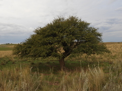 Prosopis caldenia