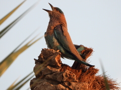Coracias benghalensis