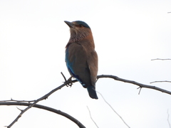 Coracias benghalensis