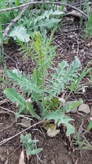 Sisymbrium altissimum