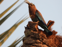 Coracias benghalensis