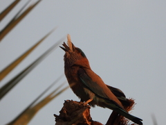 Coracias benghalensis