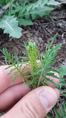 Sisymbrium altissimum