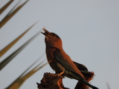 Coracias benghalensis
