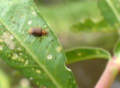 Galerucella nymphaeae