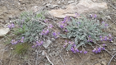 Astragalus missouriensis