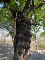 Coccoloba barbadensis