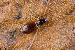 Oxypselaphus obscurus