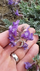 Astragalus missouriensis