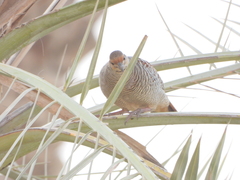Ortygornis pondicerianus
