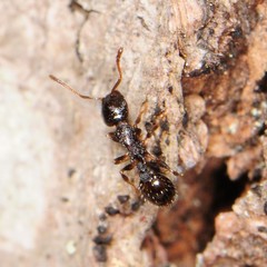 Temnothorax longispinosus