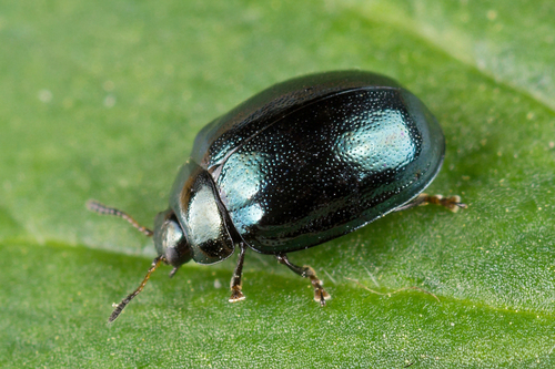 Willow Leaf Beetle, photo 2 of 7