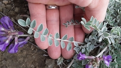 Astragalus missouriensis