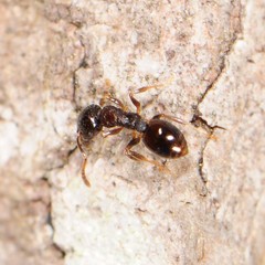Temnothorax longispinosus
